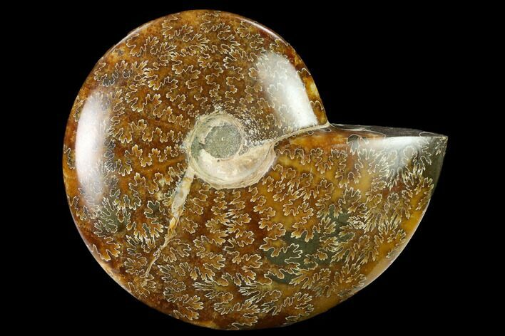 Polished Ammonite (Cleoniceras) Fossil - Madagascar #166680